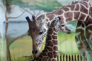 30 ноября: маленький жираф и его мама в Калининградском зоопарке