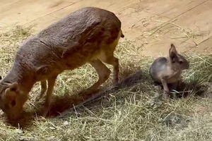 В зоопарке показали 10-дневного детёныша патагонской мары (видео)
