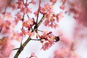 30 марта: цветение сакуры в Калининграде