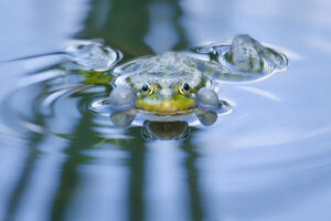 В Калининграде открылась фотовыставка «В калейдоскопе природы» (фото)