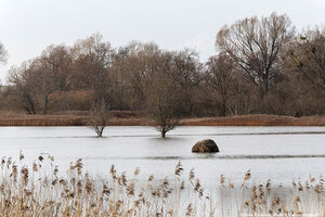 15 февраля: Преголя вышла из берегов в Черняховском округе