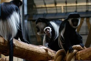 16 февраля: пополнение в семействе колобусов в Калининградском зоопарке