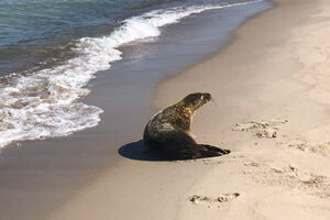 Лаборатория, квест-игра и флешмоб: на Куршской косе отметят День тюленя 