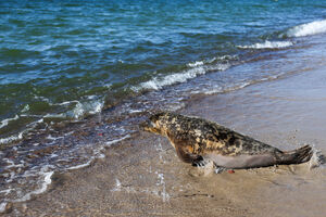 11 августа: спасенный тюлень отъелся и отправляется в новое плавание