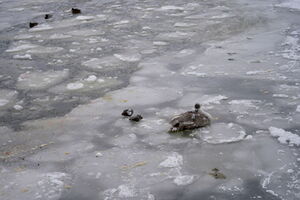 7 февраля: лебедь на льду Калининградского морского канала
