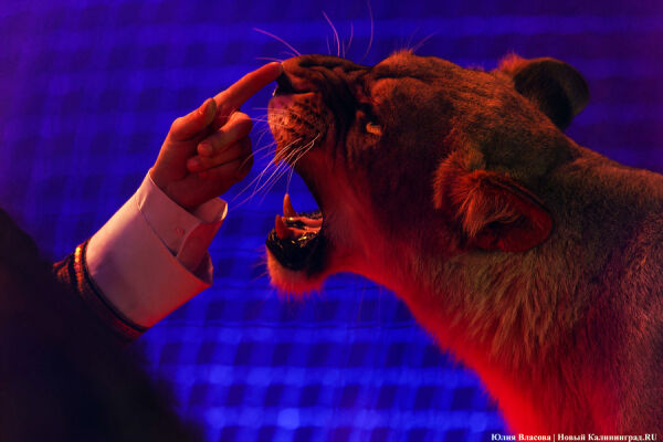 Цирк, дрессировщик и львы: в Калининграде проходят съемки фильма «Встань и иди» 