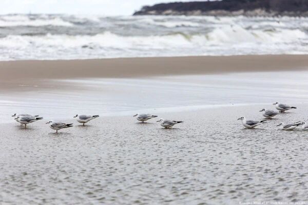 Весна набирает обороты: прогноз погоды в Калининграде на выходные и далее