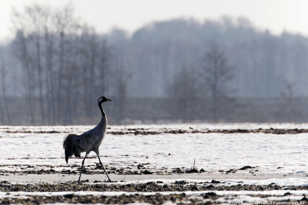 Мартовский «курлык»: в Калининградскую область вернулись журавли 