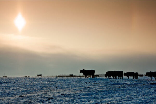 Балтийские ангусы «Мираторга» отправились на зимовку