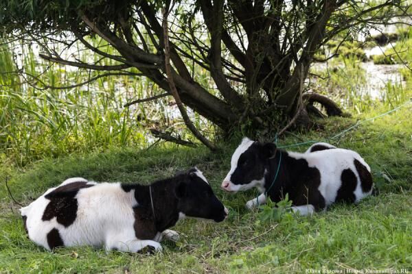Власти уточнили количество зданий будущего молочного комплекса под Гусевом
