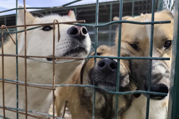 Вольеров больше, а собак меньше: что происходит в калининградском ЦБЖ 