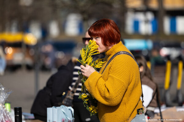 Мимозно-тюльпанный ажиотаж: Калининград накрыла традиционная цветочная лихорадка 