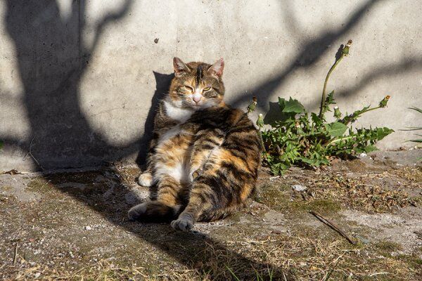 До +26°С: синоптики рассказали о «жарком подарке» к выходным в Калининграде