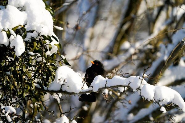 Вечерний @Калининград: дело «Балтберегозащиты», ВНЖ депутата и платежки