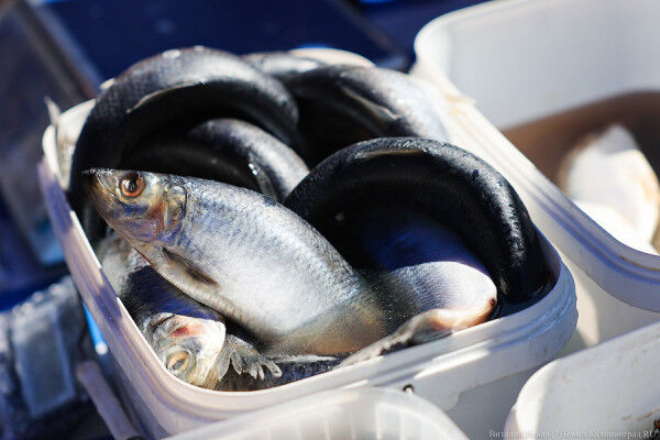 Выбираем рецепты калининградской кухни: селёдка сухого посола