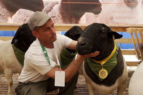 Калининградские овцеводы завоевали высшую награду в животноводстве