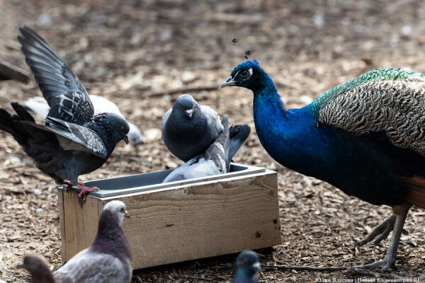 И пух, и перья: как в Калининградском зоопарке отметили День птиц 