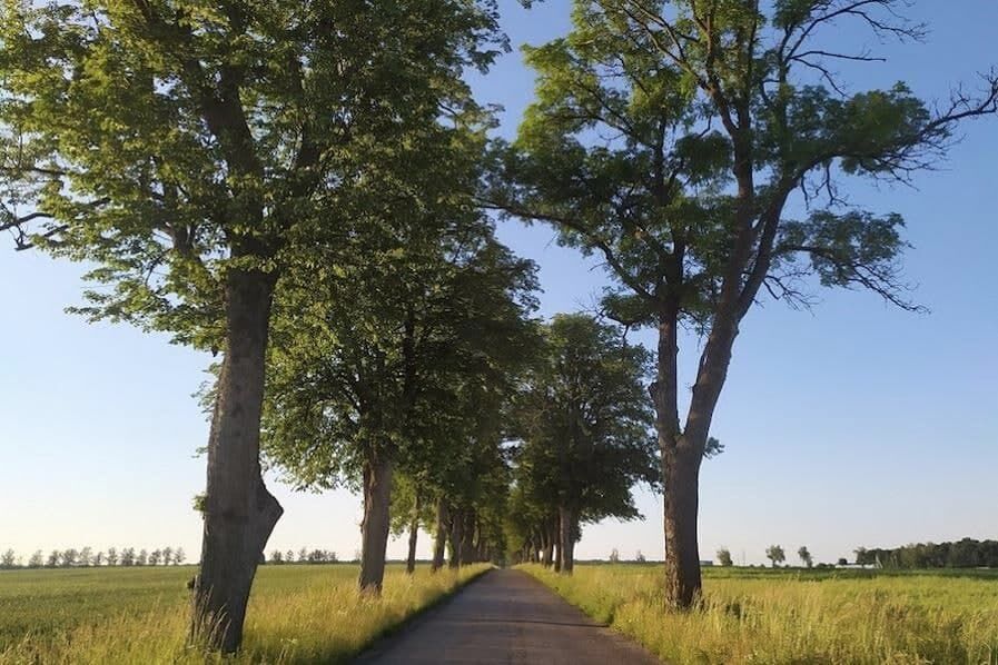 Деревья В Калининграде Фото