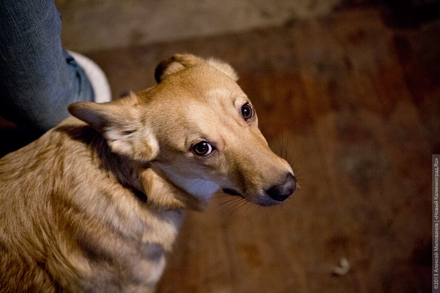 Приют калининградской области. Славянское калининградская область приют для животных. Славянское ублинская екатерина приют. Славянское приют для животных. Славянское приют для животных калининград.