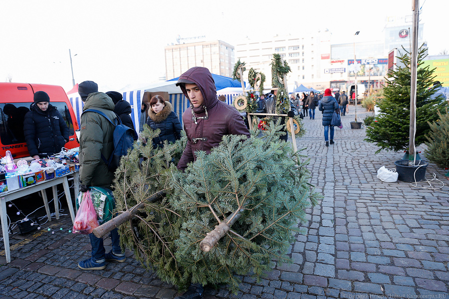 Губернаторский распил: как Алиханов ёлку выбирал