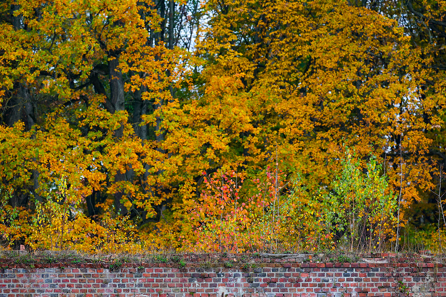 Время тыквы: как в Калининграде проходит необычная осень (фото)