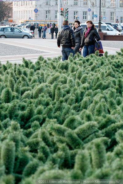 "Много на ёлочке шариков цветных": фоторепортаж "Нового Калининграда.Ru"