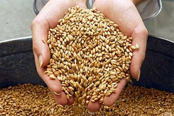 В фермерских хозяйствах области обнаружено 2040 тонн зараженного зерна