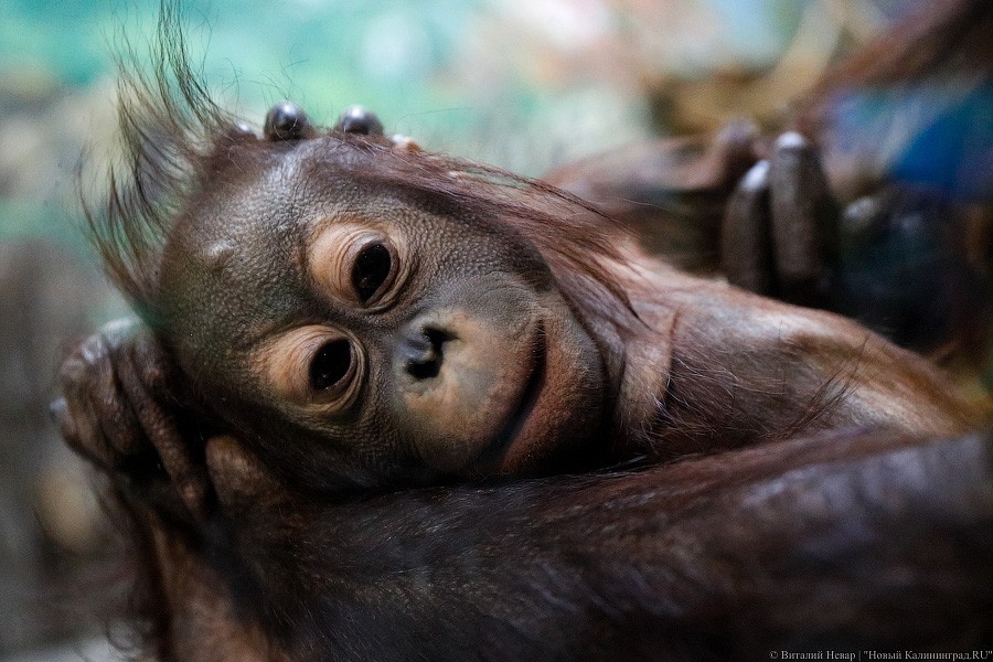 Хвать маму за шёрстку: как маленький орангутан Оле учится ходить в зоопарке