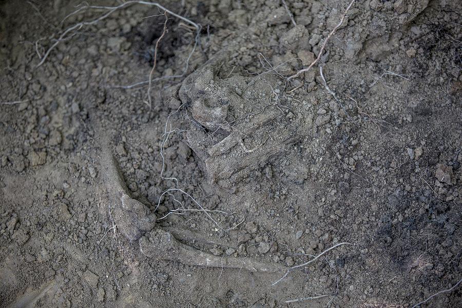 По следам мародёров: в Багратионовском районе поисковики перезахоранивают советских солдат