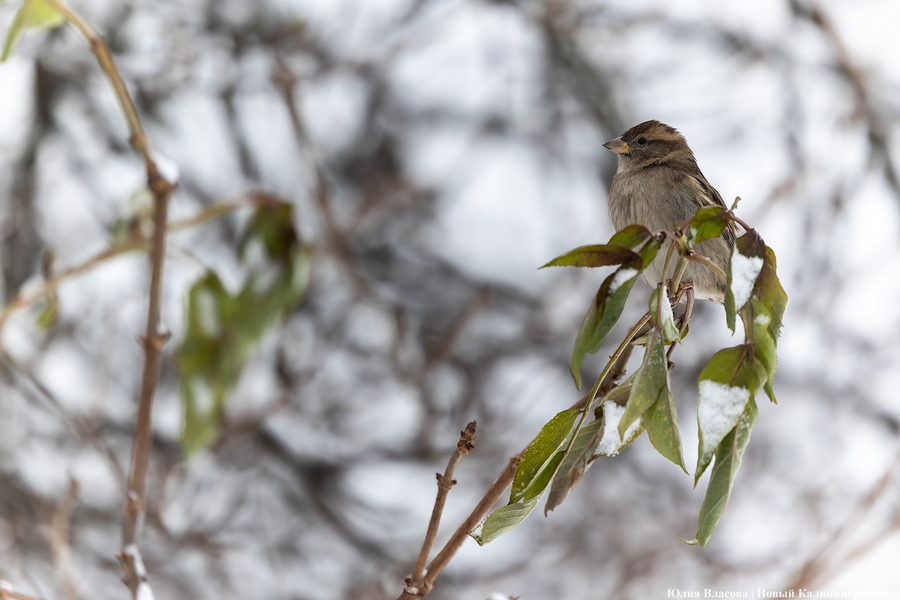 До +12°C и облачно: прогноз погоды в Калининградской области на неделю 