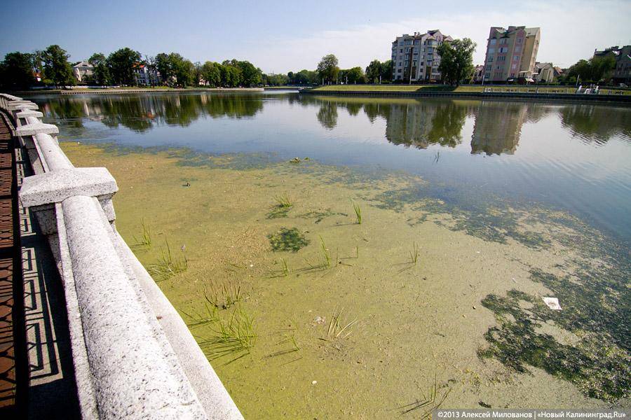 С собакой-улыбакой: Ярошук вновь пообещал завершить реконструкцию набережной Верхнего озера