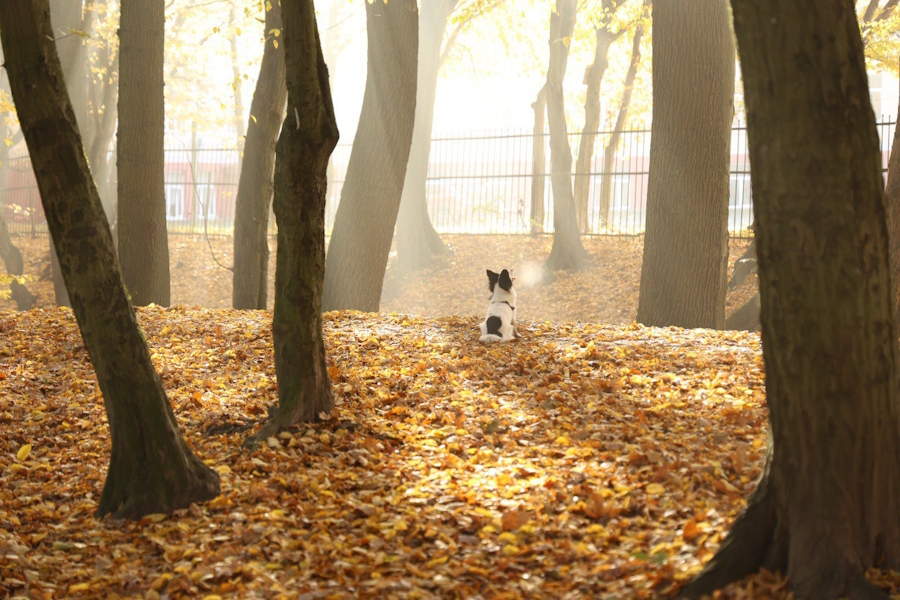 Власти Калининграда заказывают ремонт сетей освещения в «Шервудском лесу»