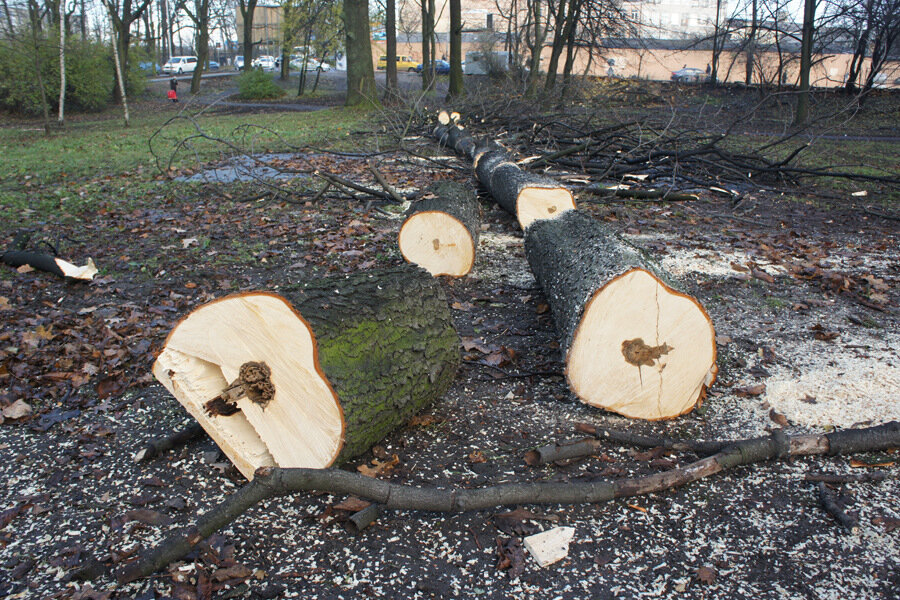 Власти объяснили, почему стали высаживать меньше деревьев, чем вырубать