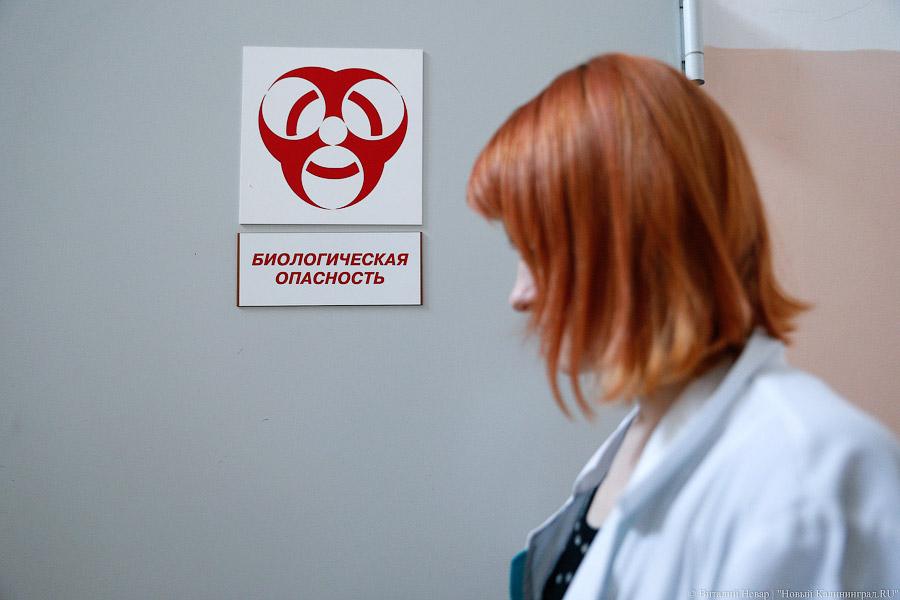 Он зловещ: клещи начали активно нападать на жителей Калининграда и области