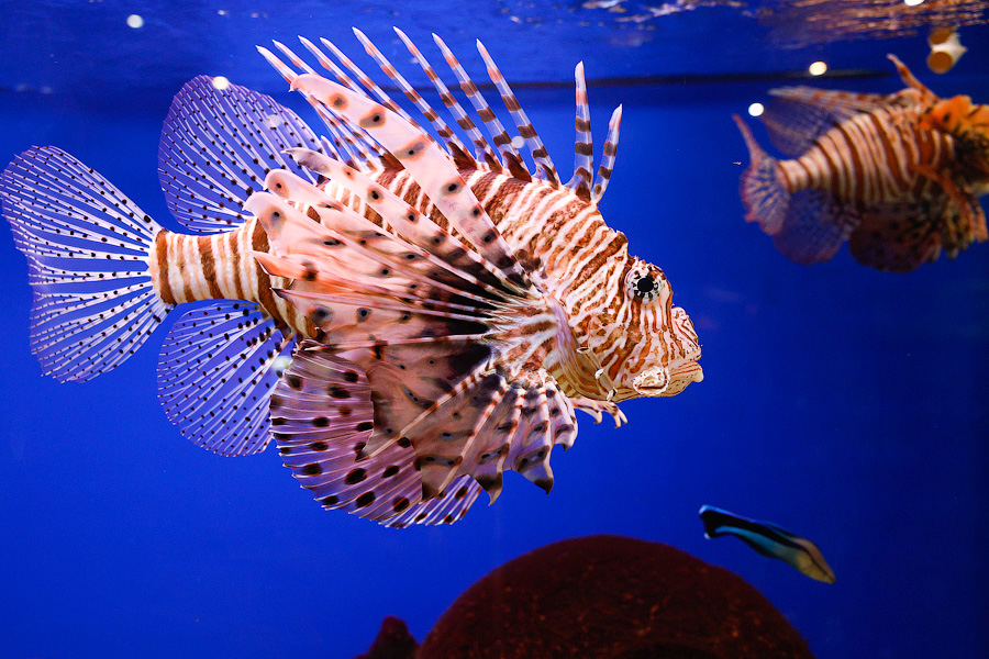 Baby Shark: в Музее Мирового океана родились «акулята-котята» (фото)