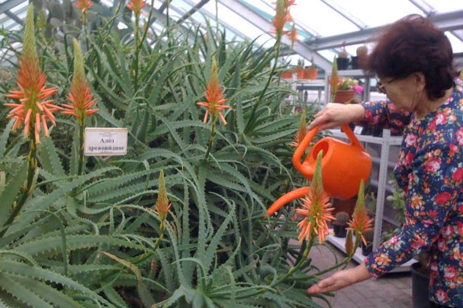 В Ботаническом саду зацвело алоэ, привезённое в 1950-х из МГУ (фото)