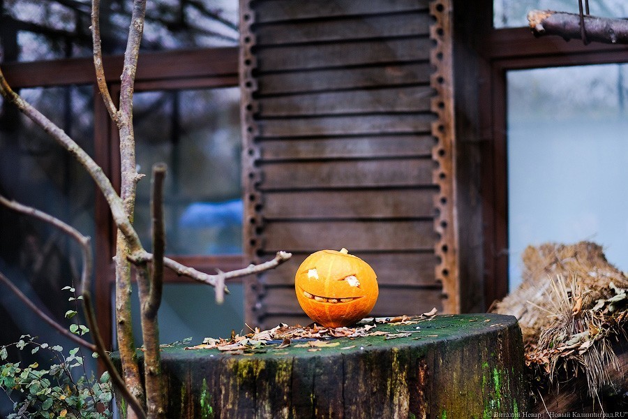 Тыква на обед, а не за билет! Показательное кормление животных в зоопарке (фото)