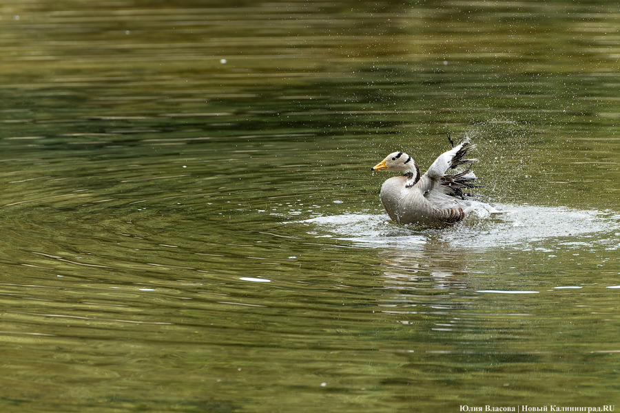 Вольные птицы: в зоопарке Калининграда пернатых выпустили в водоемы (фото)