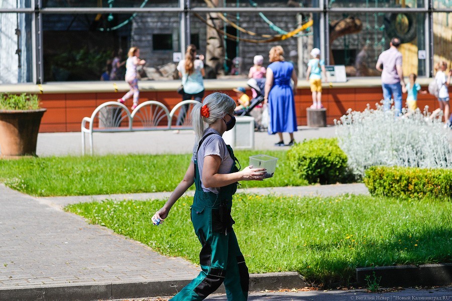 Дистанция в одного кенгуру: первый день работы Калининградского зоопарка (фото)