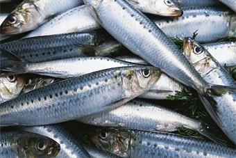 В Балтийском море разрешено ловить и перерабатывать рыбу