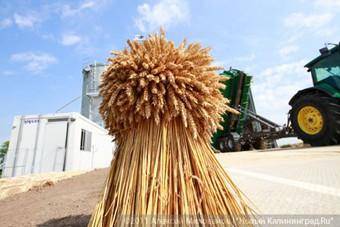 Минсельхоз области в 2012 году готов предоставить гранты 17 начинающим фермерам