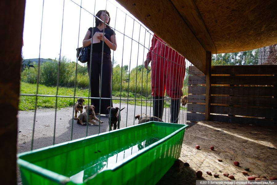 Естественный отбор: что творится за забором Службы защиты животных (фото)