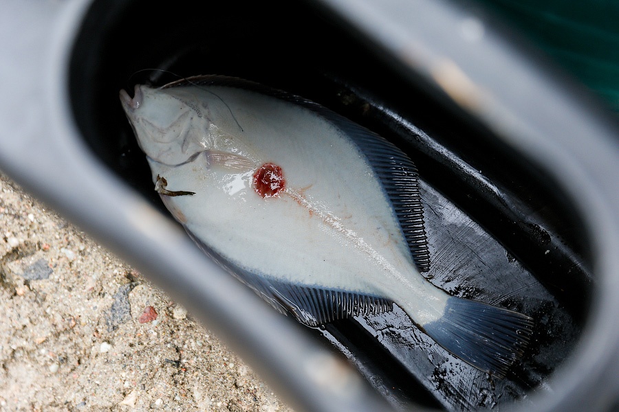 Ученые НИС «Академик Николай Страхов» нашли в Балтике рыбу, зараженную мышьяком