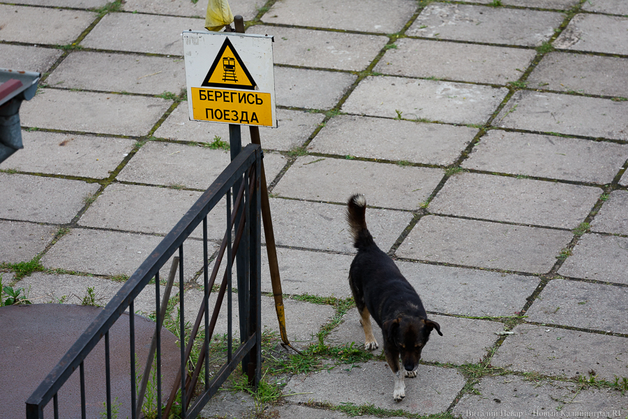 В Калининграде пригородный поезд сбил подростка в наушниках