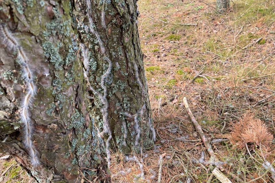 «Странствуют гуськом»: на Куршской косе появились гусеницы походного шелкопряда (фото)