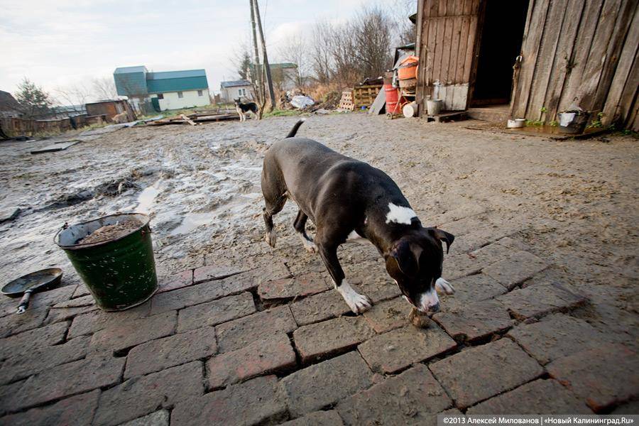 Куратор передержки для бездомных животных: «Они становятся как родные»