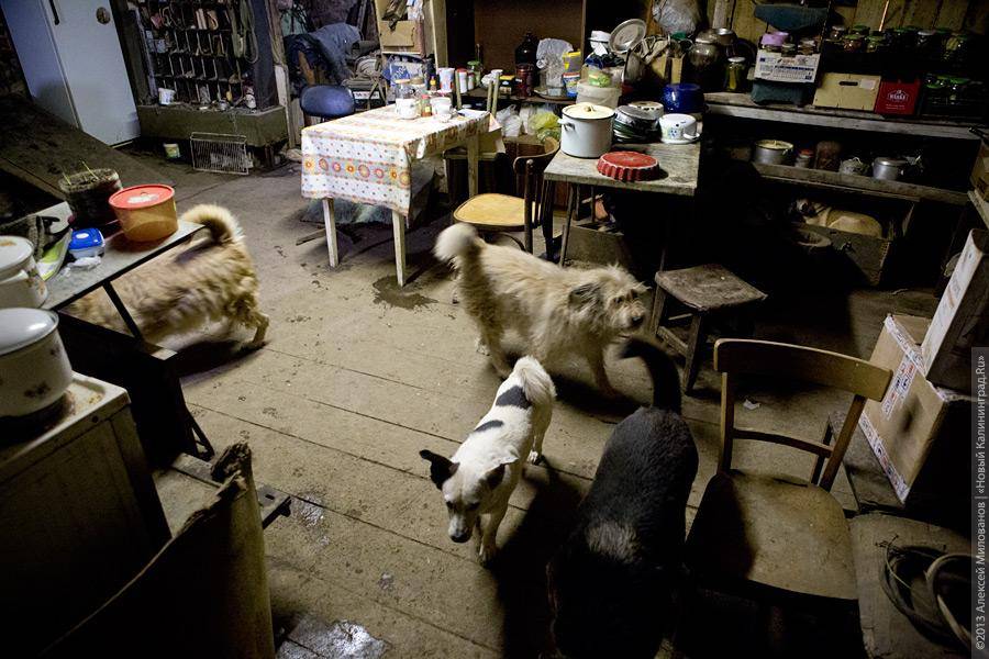 Три этажа собак: как в одной конюшне разместились 70 бездомных животных