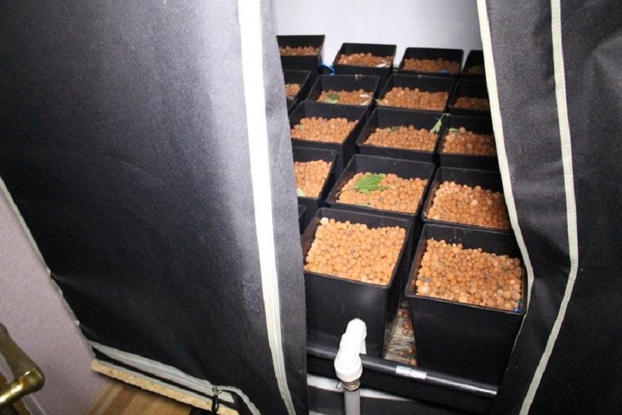 В Калининграде в сгоревшей квартире пожарные обнаружили теплицу с коноплей (фото)