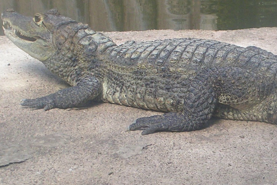 Из террариума Калининградского зоопарка выпустили крокодилов (видео)