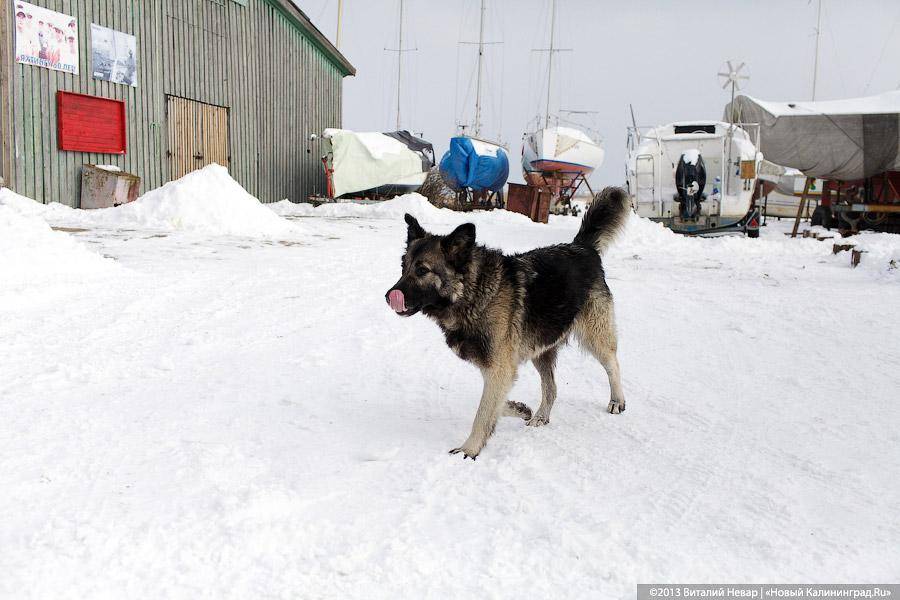 «Без тормозов»: репортаж с соревнований по сноукайтингу и айсбордингу